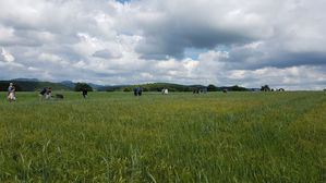 meditativer  Ehepaar-Spaziergang